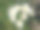 郁金香白花科学家。郁金香的名字图片下载