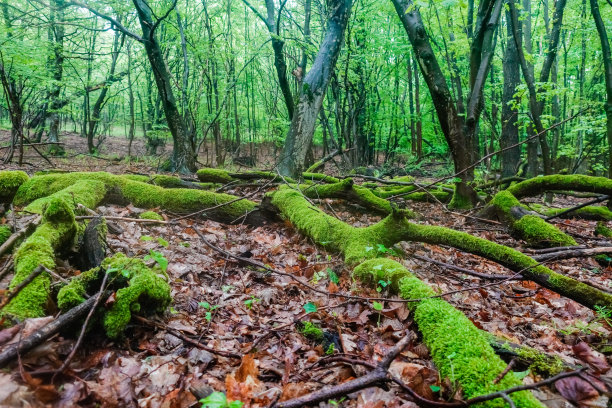 雨后潮湿森林里树木根部的苔藓图片下载