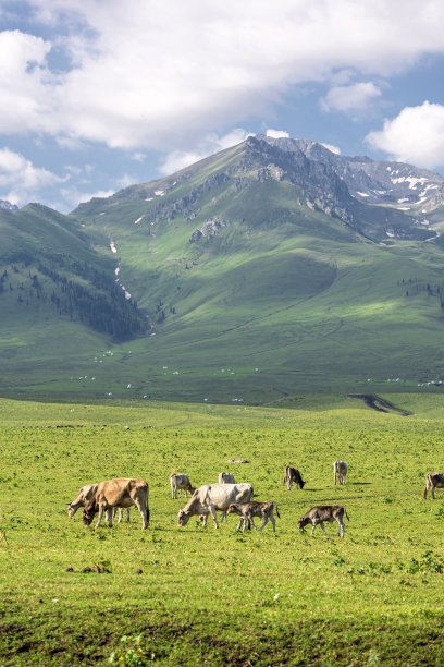 新疆草原上的牛图片下载
