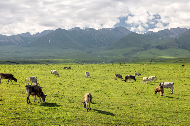 新疆草原上的牛图片下载