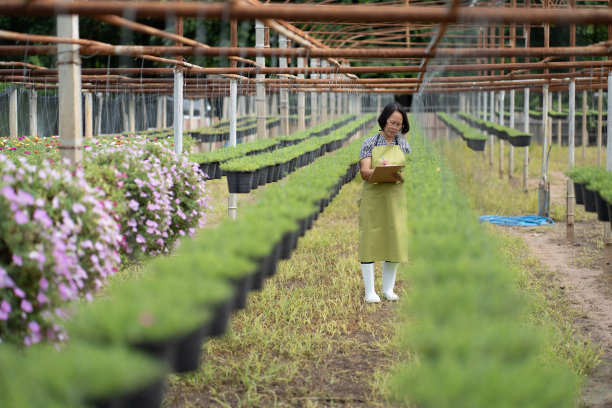 高级女园丁在温室里检查花畦，在记事本上写字，佛罗里达产品工业图片下载