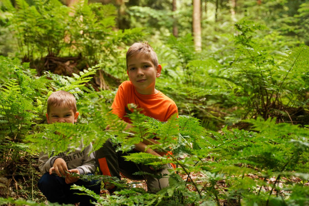 孩子们在森林里玩得很开心。户外活动。图片下载