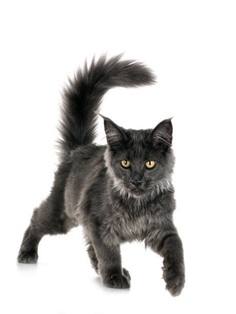 缅因猫图片下载