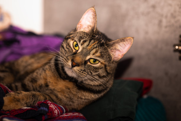 一只灰色的虎斑猫蜷缩在衣柜里成堆的衣服上。景深小。图片下载