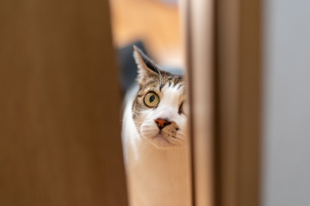 猫从门缝里偷看图片下载