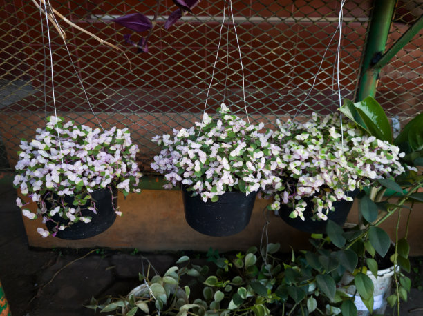 美丽的花图片下载