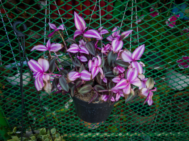 美丽的花图片下载