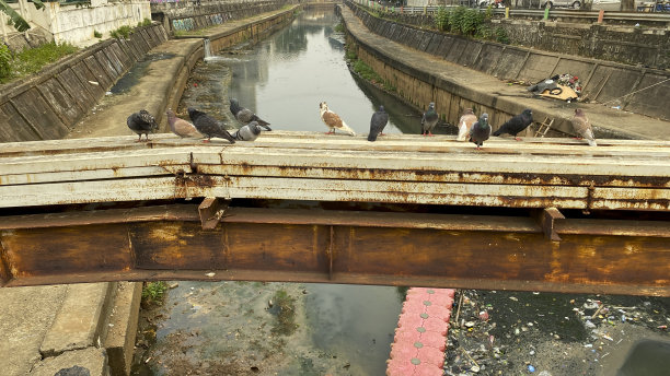 鸽子站在钢筋上图片下载
