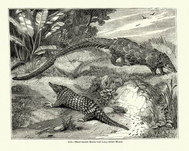 长尾穿山甲(四趾穿山甲)和短尾穿山甲图片下载