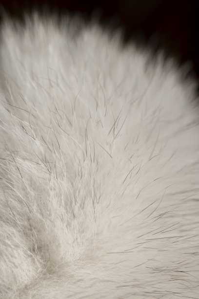 用于制作服装的北极狐皮毛特写图片下载