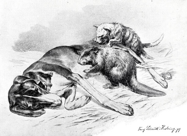 动物园里的狗正在喂一只海狸和一只条纹鬣狗图片下载