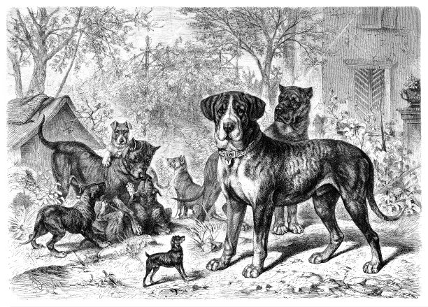 狗公园图片下载