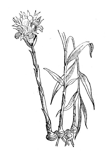 古董插图:生姜、生姜图片下载