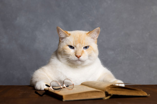 一只生气的大猫坐在桌子旁，桌子上放着一本书和一副眼镜，背景是灰色的图片下载