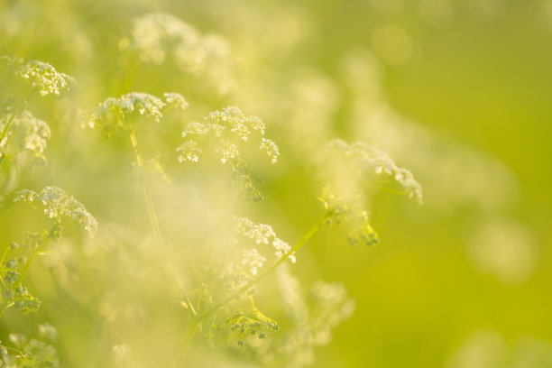 嫩绿的小麦在春天的田野里发芽图片下载