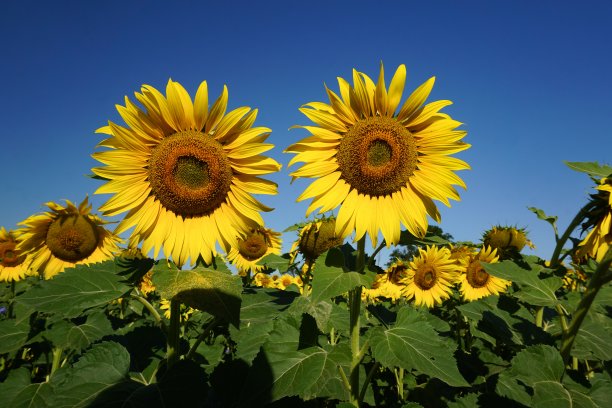 明亮的大朵向日葵，背景是万里无云的晴空图片下载