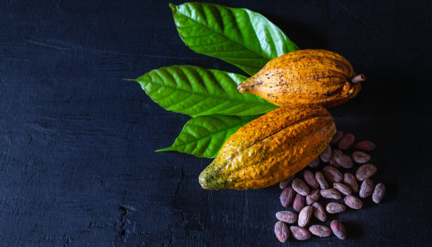 成熟的可可豆荚和黄色可可果实与棕色可可豆在黑色木制背景，俯视图图片下载
