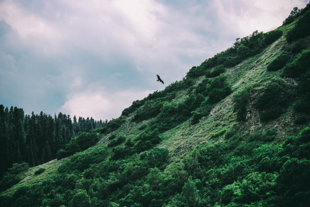 鹰飞翔，因为它无所畏惧图片下载