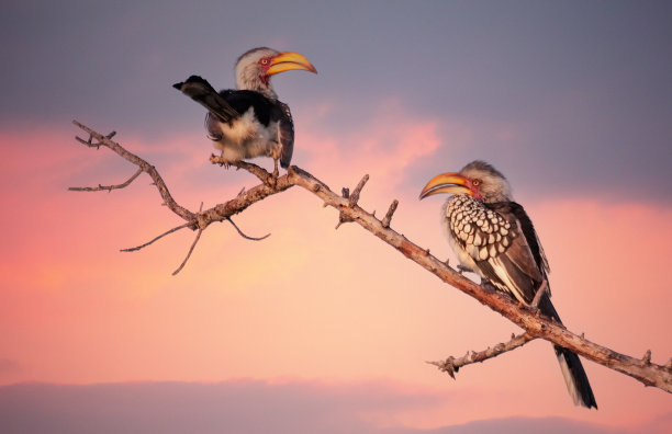 只犀鸟图片下载