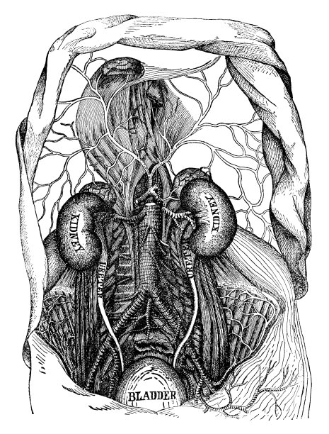 人体泌尿系统的医学插图- 19世纪图片下载
