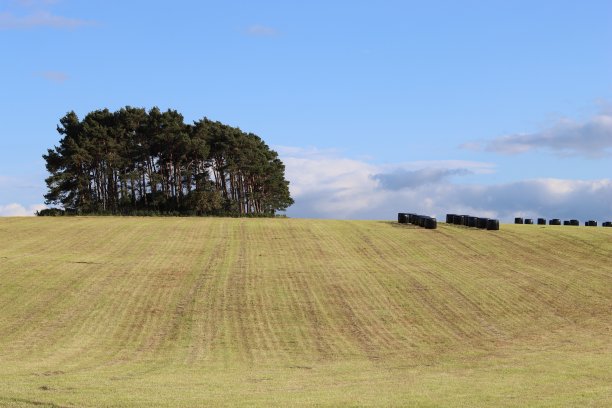 农村干草地里一排排整齐的青贮饲料包图片下载