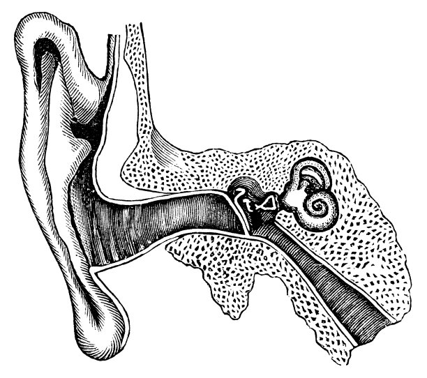 医学插图人耳横切面- 19世纪图片下载