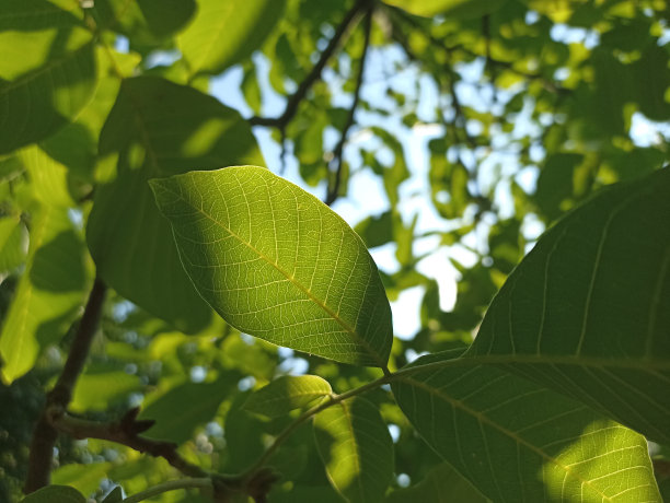 核桃，波斯核桃，英国核桃，喀尔巴阡核桃，马德拉核桃图片下载