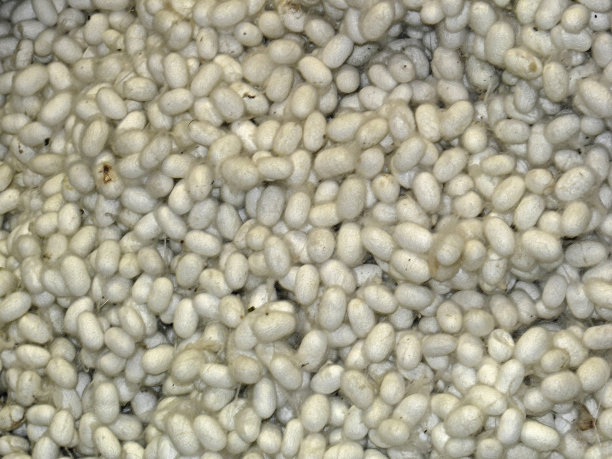 蚕茧的图片下载