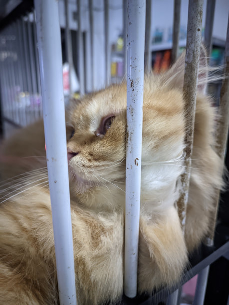一只可爱的橙色波斯猫在笼子里图片下载