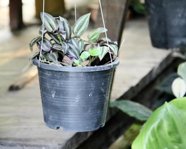 一个盆栽植物挂在木门廊上的照片，一个花盆挂在绳子上，里面有一株植物。图片下载