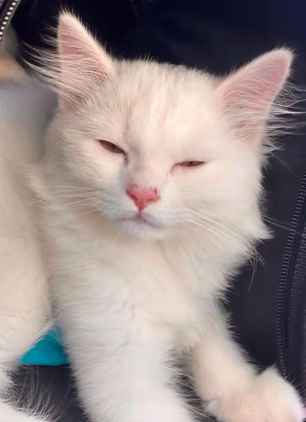 照片上一只白色的猫坐在黑色的袋子里，一只埃及猫闭着眼睛躺在黑色的皮椅上。图片下载