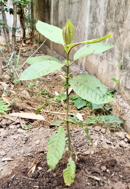 一棵小植物从地里长出来的照片，在水泥墙前的泥土里生长着一棵蛋奶酸苹果树。图片下载