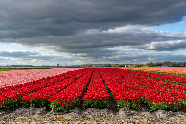 郁金香领域图片下载