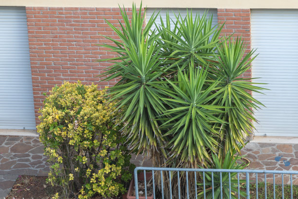 一棵丝兰棕榈树在有金属栅栏的砖墙前图片下载