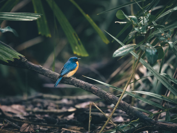马来西亚蓝捕蝇鸟站在树枝上图片下载