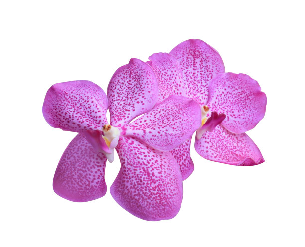 万达兰花图片下载