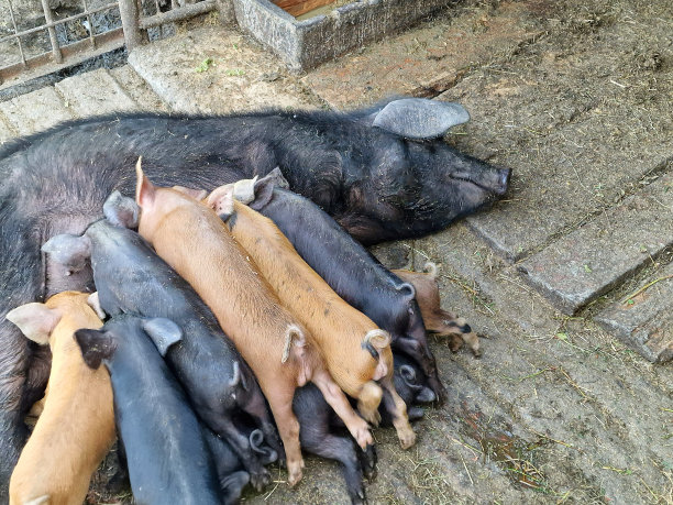 母猪在农场里喂可爱的小猪。动物的诞生。农场里的牲畜饲养。漂亮的横向照片图片下载