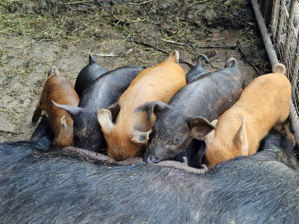 母猪在农场里喂可爱的小猪。农场动物护理。漂亮的横向照片图片下载