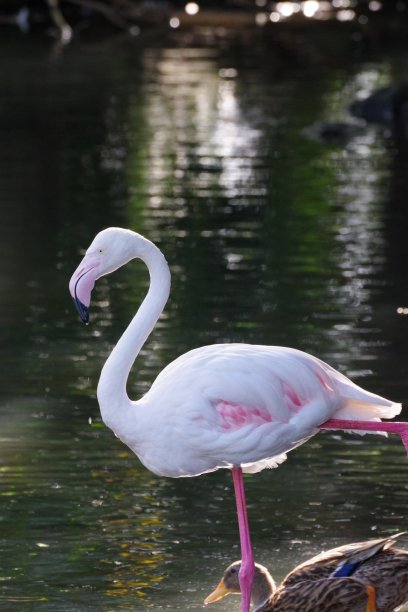 火烈鸟图片下载
