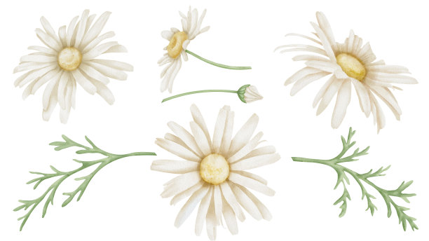 雏菊花套装。手绘花卉水彩插图洋甘菊与孤立的背景上的叶子。植物画贺卡或婚礼请柬。草图的图标或标志图片下载