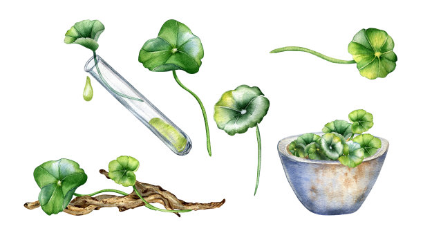 集积雪草，精油，阻碍水彩插图孤立的白色。蒿草，草本植物，木枝，臼手绘。包装、背景、包装的设计元素图片下载