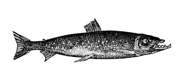 古董海洋动物雕刻插图:沙莫罗西图片下载