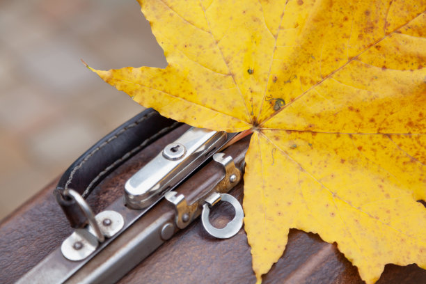 黄色枫叶躺在皮包上的特写图片下载