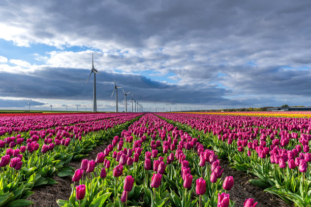 郁金香品种“紫王子”图片下载