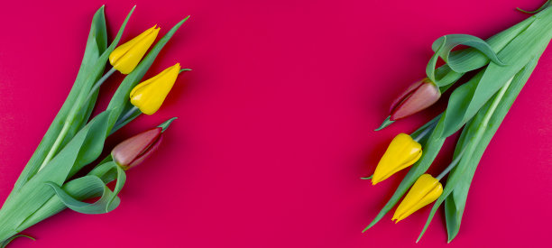 郁金香图片下载