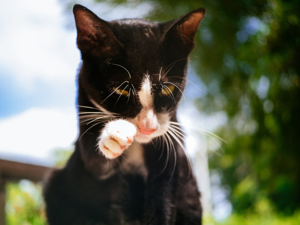 可爱的黑猫图片下载