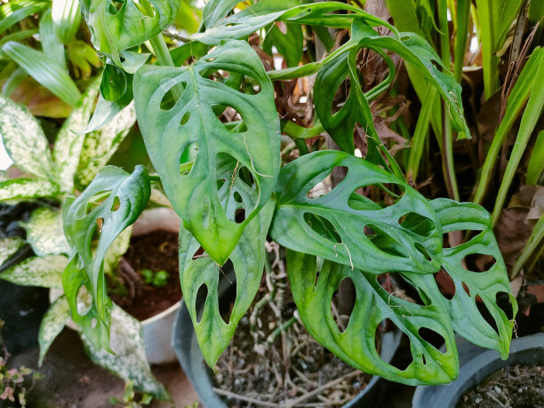 commonly known as hollow widow, Adanson monstera, Swiss cheese plant, or five hole plant图片下载