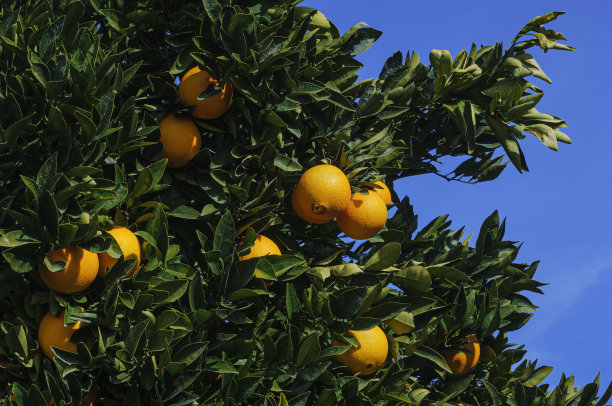 脐橙在树上成熟的特写图片下载