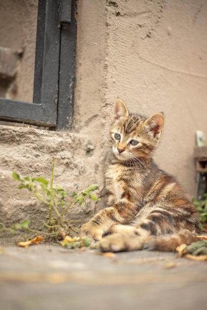小虎斑猫的肖像。图片下载