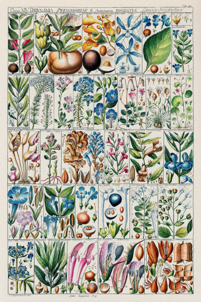 古董植物图表插图。大约在1790年图片下载